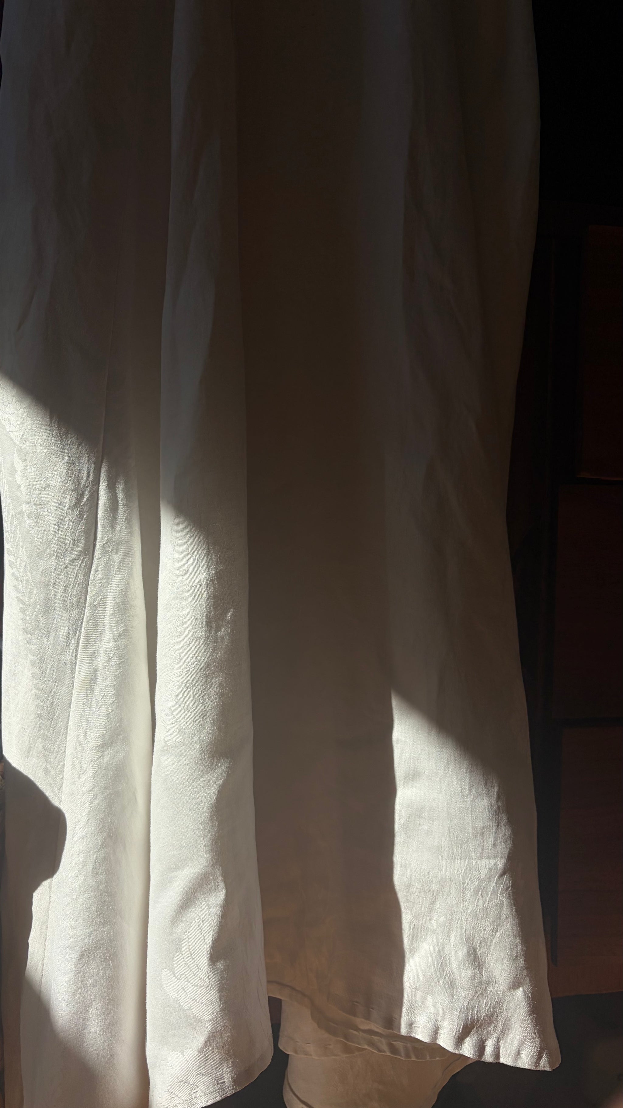 Wild Aster